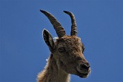07 Sono in compagnia degli stambecchi!